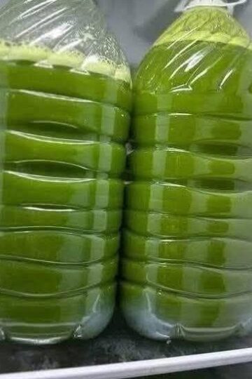 Homemade Fresh Green Juice